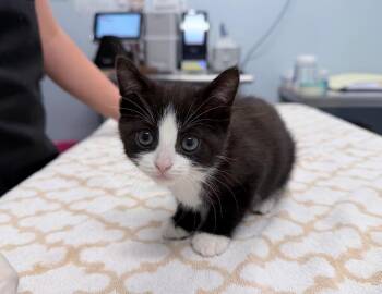 Arlo Sky -  Domestic Short Hair Cat for Adoption in Raleigh, North Carolina - Arlo Sky | PetCurious