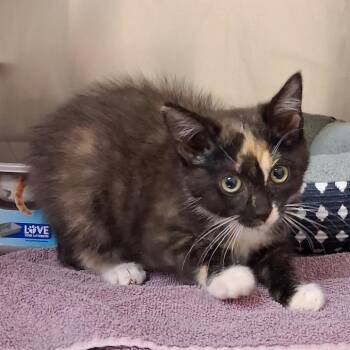 Barb -  Domestic Short Hair Cat for Adoption in York, Pennsylvania - Barb | PetCurious