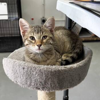 Nesta -  Domestic Short Hair Cat for Adoption in Houston, Texas - Nesta | PetCurious
