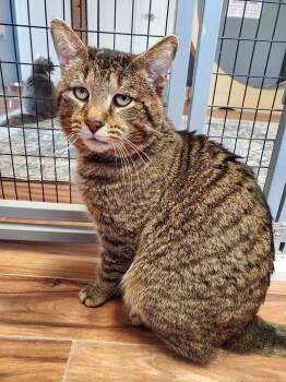 Churro -  Domestic Short Hair Cat Available for Adoption in Kalamazoo, Michigan - Churro | PetCurious