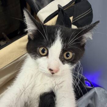 Burrito -  Domestic Short Hair Cat for Adoption in Mount Vernon, Illinois - Burrito | PetCurious