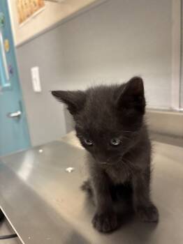 Domestic Short Hair Cats Available for Adoption in Las Vegas, Nevada - A1422358 | PetCurious