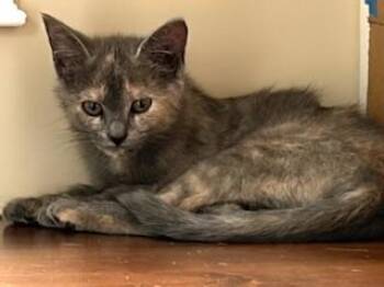 Sage -  Domestic Short Hair Cat for Adoption in Belmont, North Carolina - Sage | PetCurious