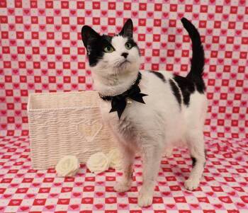 RUBY -  Domestic Short Hair Cat for Adoption - RUBY | PetCurious