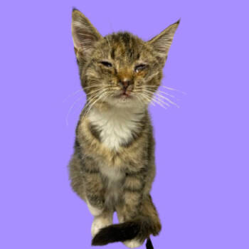 Rescue Domestic Short Hair Cats for Adoption in Tuscaloosa, Alabama - TUSC-Stray-82693 | PetCurious