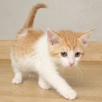 Domestic Short Hair Cats Available for Adoption in Minnetonka, Minnesota - Toes C68988 | PetCurious