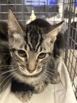 TOM -  Domestic Short Hair Cat for Adoption in Las Vegas, Nevada - TOM | PetCurious