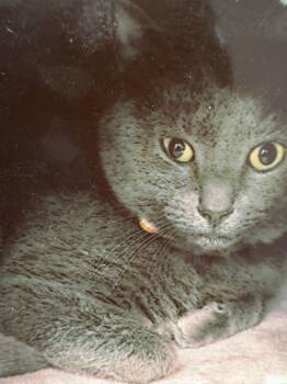 Domestic Short Hair Cats Available for Adoption - Cinders | PetCurious