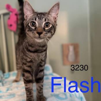Flash 3230 -  Domestic Short Hair Cat for Adoption in Sequatchie, Tennessee - Flash 3230 | PetCurious
