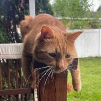 Snickers -  Domestic Short Hair Cat for Adoption in Lemoyne, Pennsylvania - Snickers | PetCurious