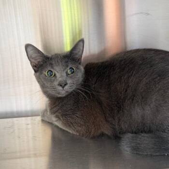 Jacqueline -  Domestic Short Hair Cat for Adoption in Madisonville, Tennessee - Jacqueline | PetCurious