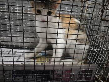 Domestic Short Hair Cats Available for Adoption in San Antonio, Texas - LONDON | PetCurious