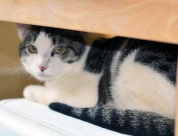 GOJIRA -  Tabby Cat for Adoption in San Clemente, California - GOJIRA | PetCurious