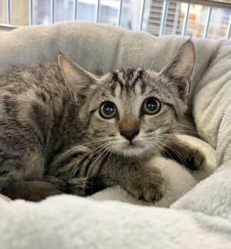 Mummy -  Domestic Short Hair Cat for Adoption in Rockwall, Texas - Mummy | PetCurious
