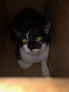 Domestic Short Hair Cats Available for Adoption in Dallas, Texas - CROELLA | PetCurious