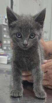 Benny -  Domestic Short Hair Cat for Adoption in Hillsdale, Indiana - Benny | PetCurious