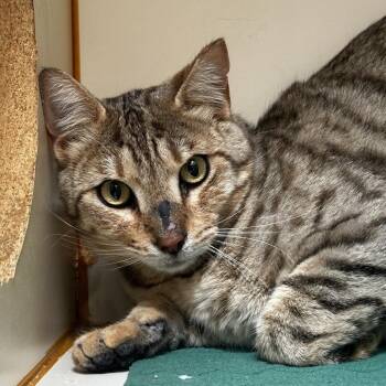 Domestic Short Hair Cats Available for Adoption in Murray, Utah - Naruto | PetCurious