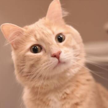 Domestic Short Hair Cats Available for Adoption in Philadelphia, Pennsylvania - Honey Bunny | PetCurious