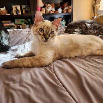 Rescue Applehead Siamese and Domestic Medium Hair Cats for Adoption in Allen, Texas - Roku (lynx Point Siamese) | PetCurious