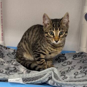 Volt (Gray Collar) -  Domestic Short Hair and Bengal Cat for Adoption in Sunnyvale, California - Volt (Gray Collar) | PetCurious