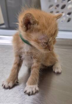 Pipsqueak -  Domestic Long Hair Cat for Adoption in Christiansburg, Virginia - Pipsqueak | PetCurious