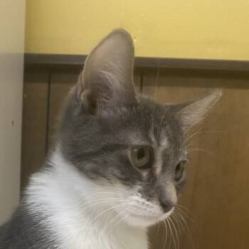 Rescue Domestic Short Hair Cats for Adoption in Union, Missouri - Stormy | PetCurious