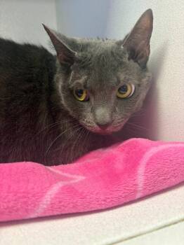Domestic Short Hair Cats Available for Adoption in New Kensington, Pennsylvania - Linda | PetCurious