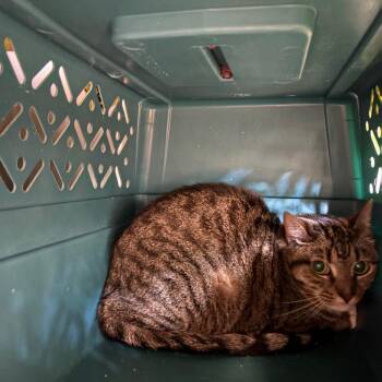 Mirage -  Domestic Short Hair Cat for Adoption in Dekalb, Illinois - Mirage | PetCurious