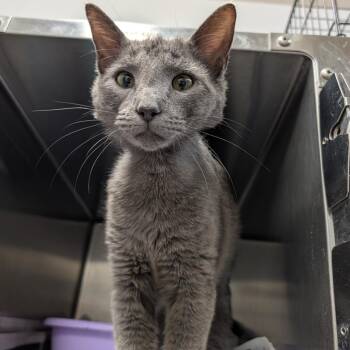 Eustace -  Domestic Short Hair Cat for Adoption in Ardmore, Oklahoma - Eustace | PetCurious