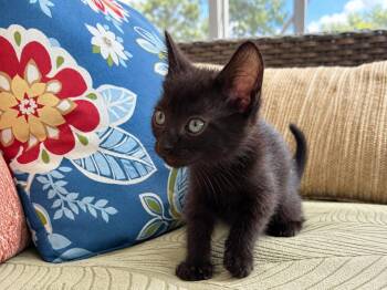 Luigi -  Domestic Short Hair Cat for Adoption in Sebastian, Florida - Luigi | PetCurious