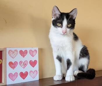 Domestic Short Hair Cats Available for Adoption - Otto | PetCurious