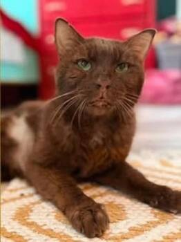 HERSHEL -  Domestic Short Hair Cat for Adoption in Pegram, Tennessee - HERSHEL | PetCurious