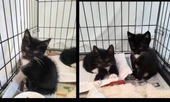 Tin Tin -  Domestic Short Hair Cat for Adoption in Lafayette, Colorado - Tin Tin | PetCurious