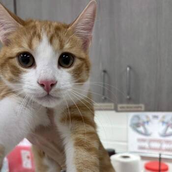 Gally -  Domestic Short Hair Cat for Adoption in Beaumont, Texas - Gally | PetCurious