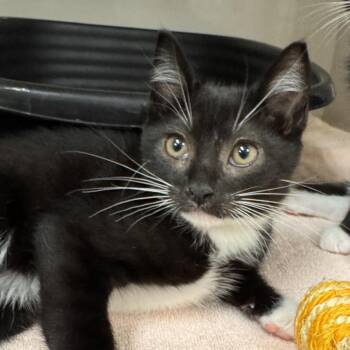 Geo (green collar) -  Domestic Short Hair Cat for Adoption in Redwood City, California - Geo (green Collar) | PetCurious