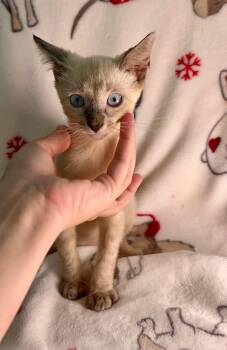 Kovu -  Siamese Cat for Adoption in Warren, New Jersey - Kovu | PetCurious