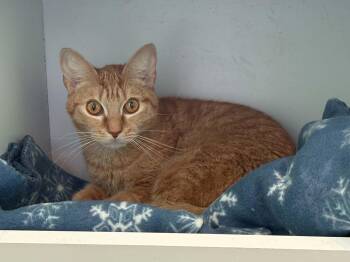 American Shorthair Cats Available for Adoption in Barboursville, West Virginia - Ginger | PetCurious