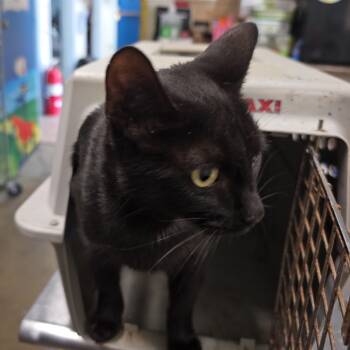 Rescue Domestic Short Hair Cats for Adoption in Eureka Springs, Arkansas - Autumn* | PetCurious