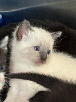 Domestic Short Hair Cats Available for Adoption in Pearland, Texas - STRAWBERRY ACAI | PetCurious