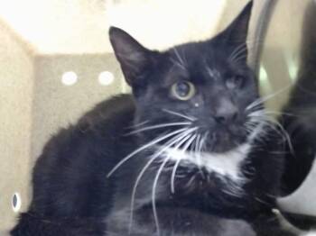 A553133 -  Domestic Short Hair Cat for Adoption in Moreno Valley, California - A553133 | PetCurious