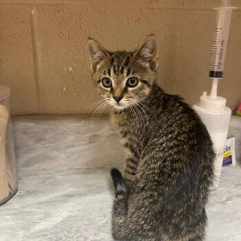 Fonzie -  Domestic Short Hair Cat for Adoption in Lewisburg, West Virginia - Fonzie | PetCurious