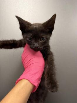 VESPER -  Domestic Short Hair Cat for Adoption in Ontario, California - VESPER | PetCurious