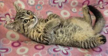 YUZU -  Domestic Short Hair Cat for Adoption in Highland Park, New Jersey - YUZU | PetCurious
