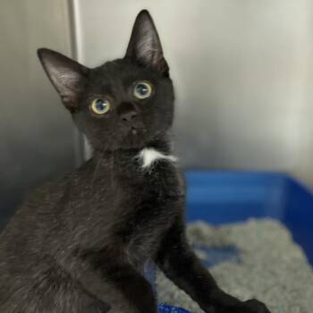 Shrek -  Domestic Short Hair Cat for Adoption in Newport, North Carolina - Shrek | PetCurious