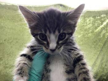 Domestic Short Hair Cats Available for Adoption in Riverside, California - A1915833 | PetCurious
