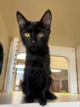DANZIG -  Domestic Medium Hair Cat for Adoption in Thousand Palms, California - DANZIG | PetCurious