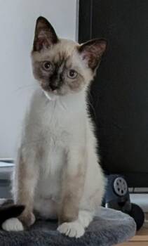 Piccadilly - so sweet and in foster care -  Siamese and Domestic Short Hair Cat for Adoption in Mendham, New Jersey - Piccadilly - So Sweet And In Foster Care | PetCurious