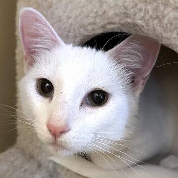 Thor -  Domestic Short Hair Cat for Adoption in Crystal Lake, Illinois - Thor | PetCurious