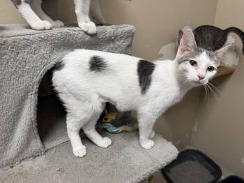 Rescue Domestic Short Hair Cats for Adoption in Logan, Ohio - Snuggles | PetCurious