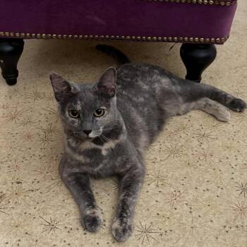 Rescue Domestic Short Hair Cats for Adoption in Clayton, California - Juniper | PetCurious